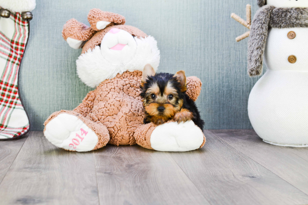 Meet Batman - our Yorkshire Terrier Puppy Photo 