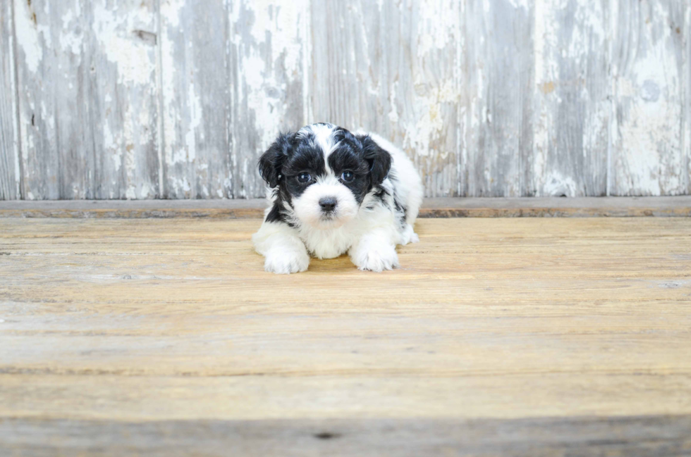 Teddy Bear Pup Being Cute