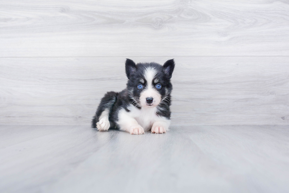 Pomsky Pup Being Cute