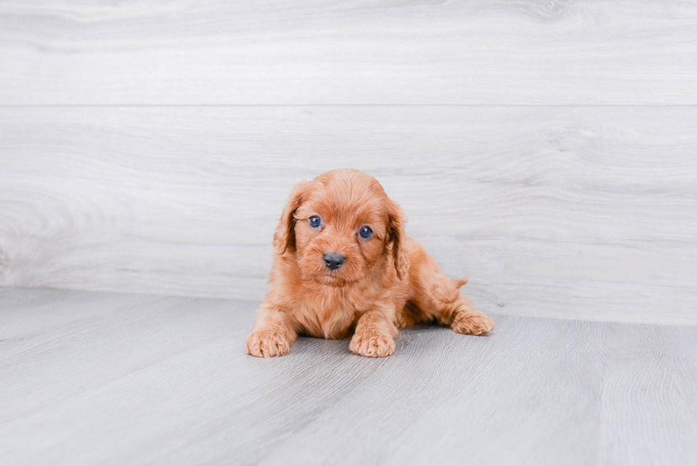 Funny Cavapoo Poodle Mix Pup