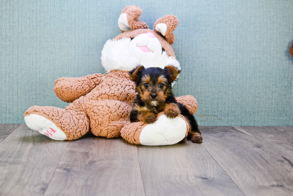 Meet Joey - our Yorkshire Terrier Puppy Photo 