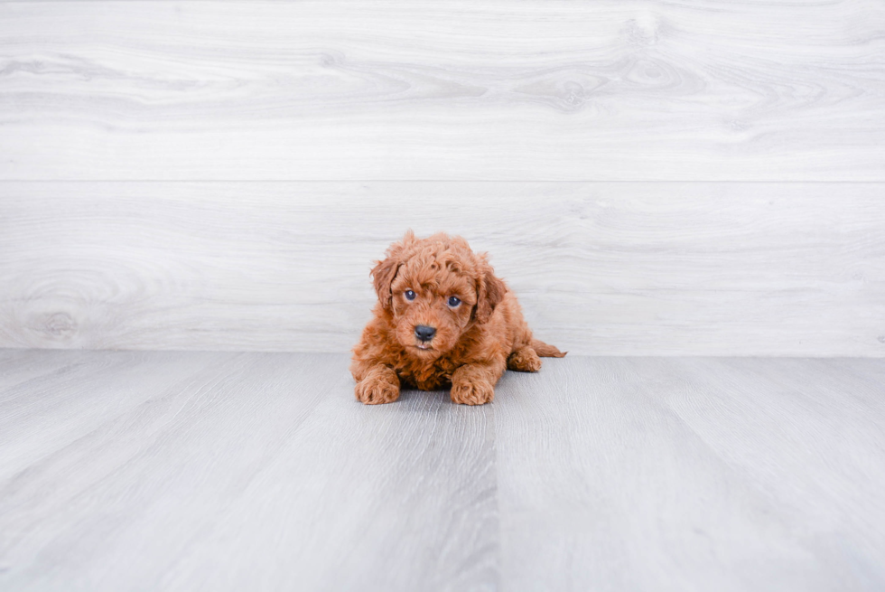 Adorable Golden Retriever Poodle Mix Puppy