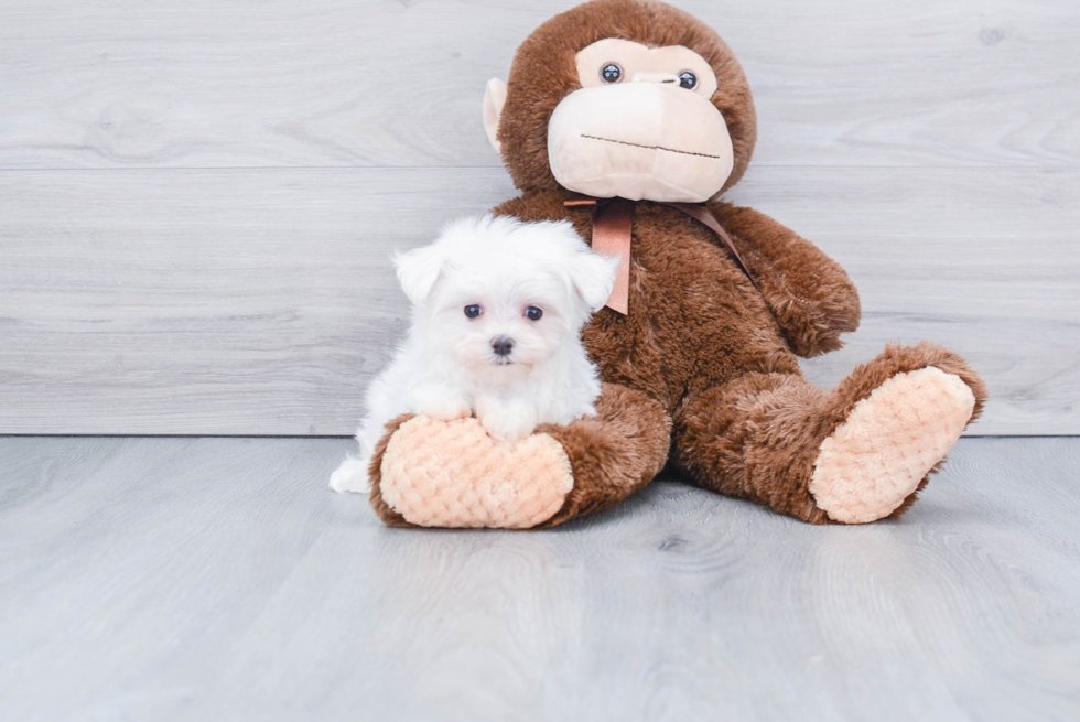 Energetic Maltese Purebred Puppy