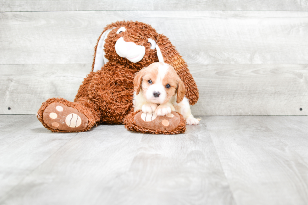 Hypoallergenic Cavalier King Charles Spaniel Baby