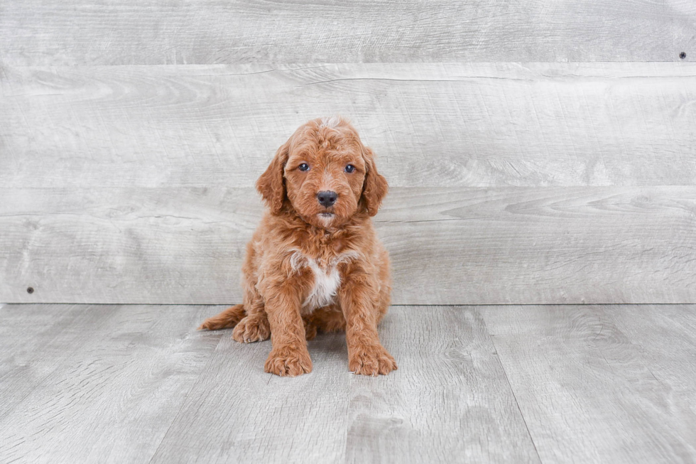 Small Mini Goldendoodle Baby