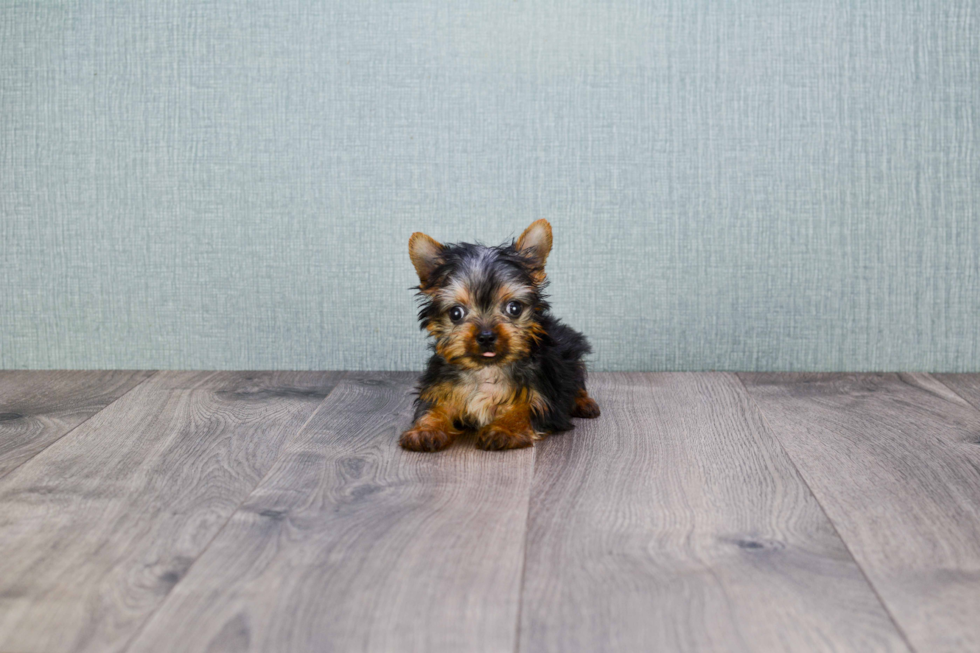 Meet Joey - our Yorkshire Terrier Puppy Photo 