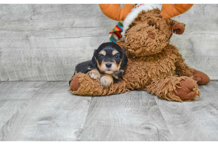 Cavachon Pup Being Cute