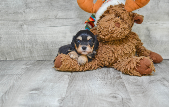 Cavachon Pup Being Cute