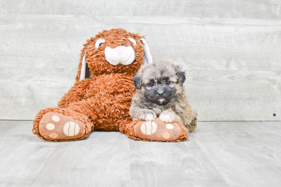 Happy Teddy Bear Baby