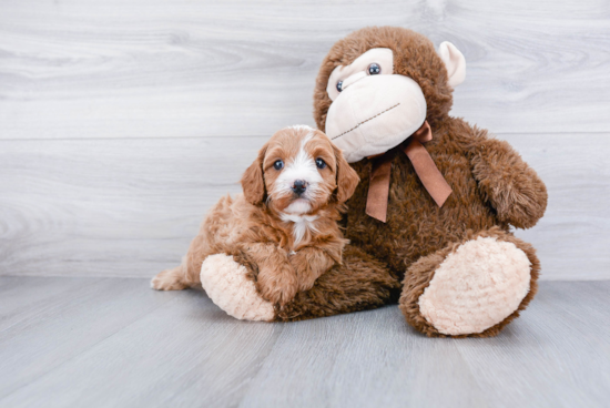 Energetic Cavoodle Poodle Mix Puppy