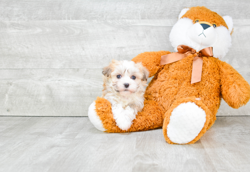 Havanese Pup Being Cute