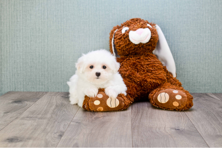 Small Maltese Baby