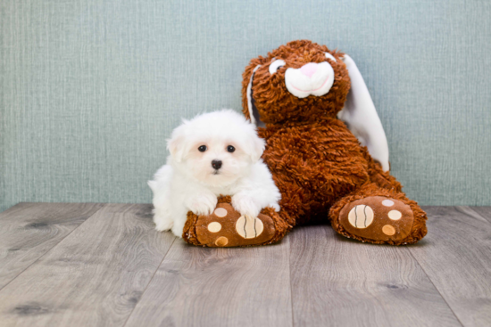 Small Maltese Baby