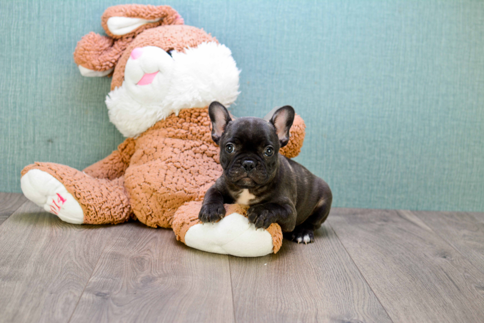 Funny French Bulldog Purebred Pup