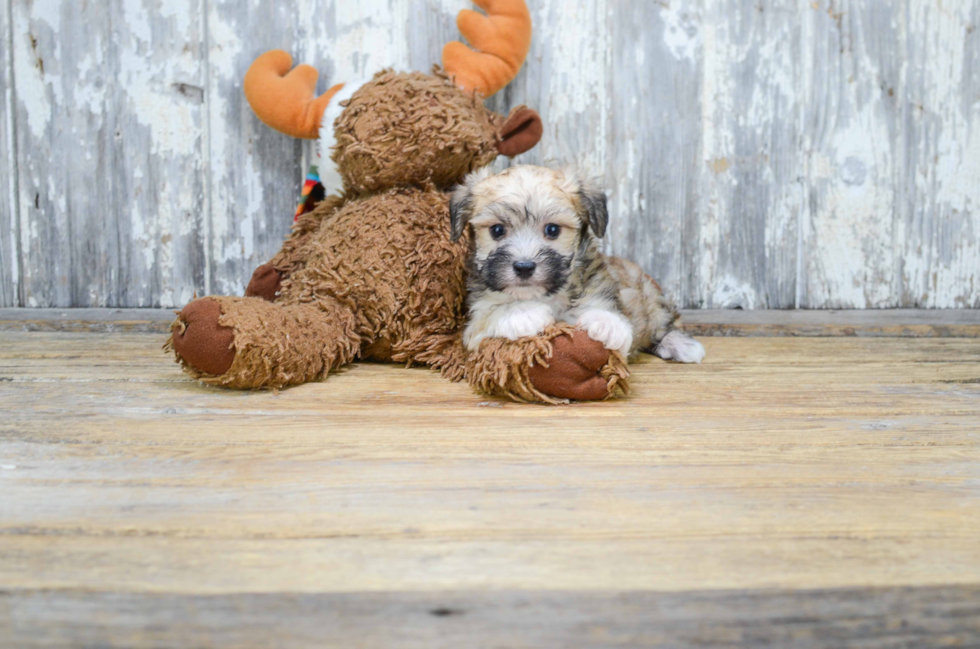 Small Morkie Baby