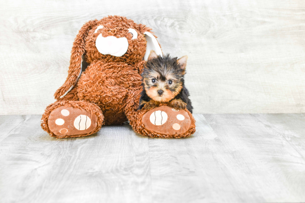 Meet Victoria - our Yorkshire Terrier Puppy Photo 