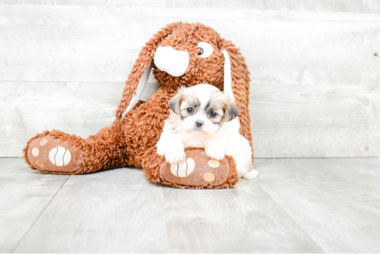 Teddy Bear Pup Being Cute