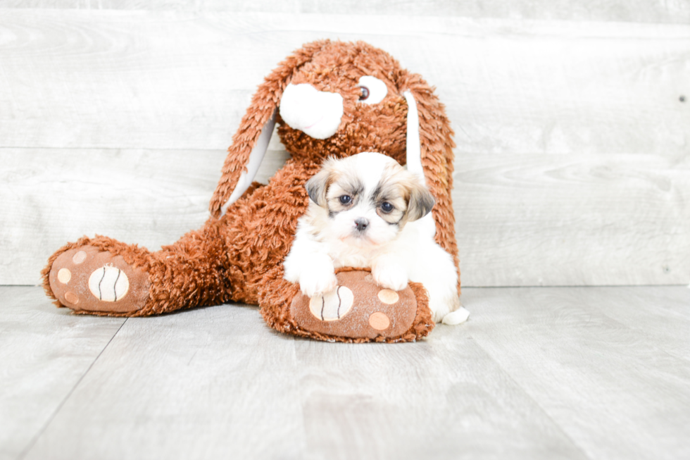 Teddy Bear Pup Being Cute