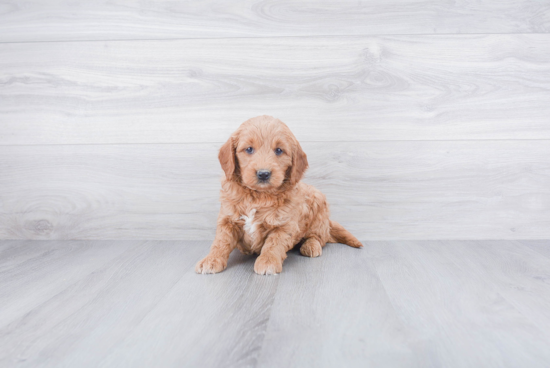 Energetic Golden Retriever Poodle Mix Puppy