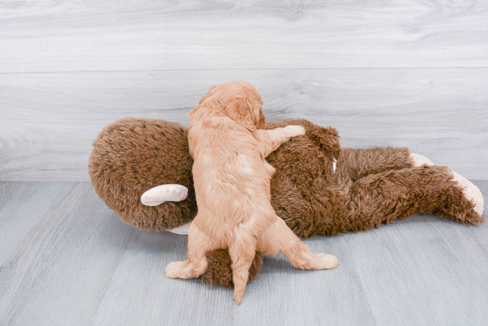 Cavapoo Pup Being Cute