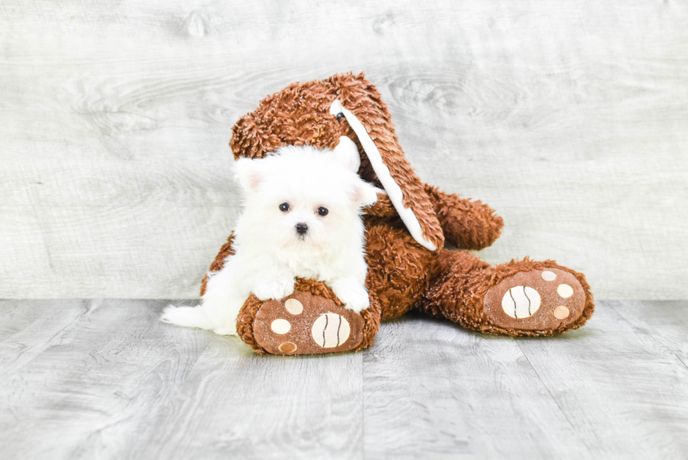 Small Maltese Purebred Pup