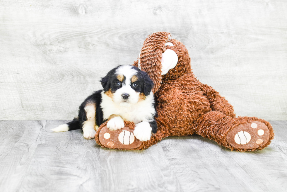 Adorable Mini Berniedoodle Poodle Mix Puppy