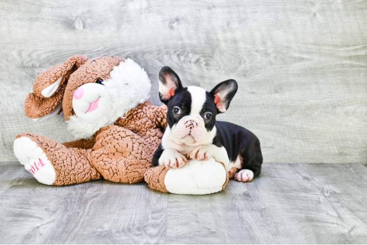 Popular French Bulldog Purebred Pup