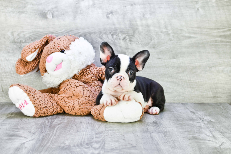 Popular French Bulldog Purebred Pup