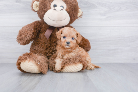 Cavapoo Puppy for Adoption