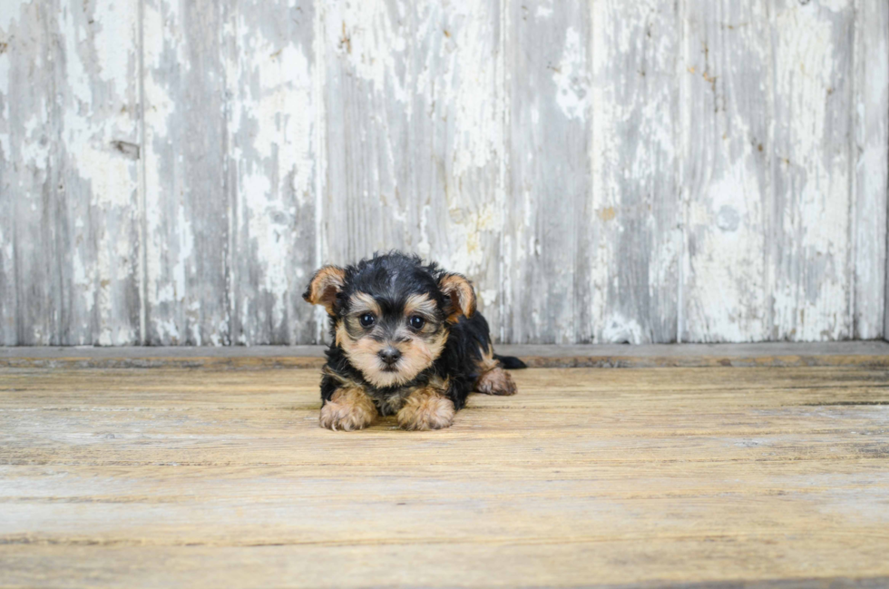 Hypoallergenic Yorkie Doodle Poodle Mix Puppy