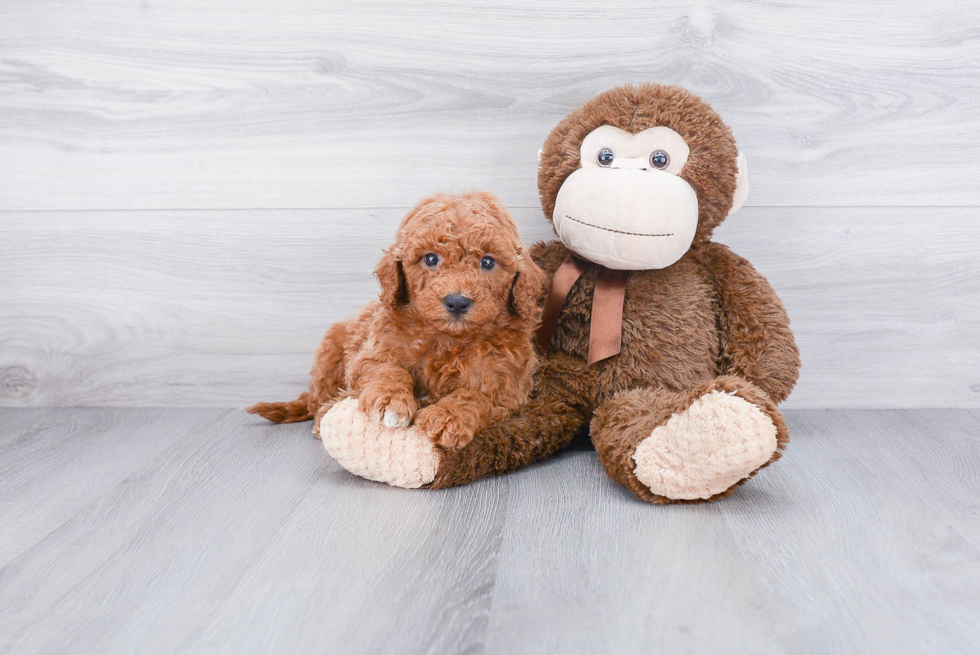 Popular Mini Goldendoodle Poodle Mix Pup