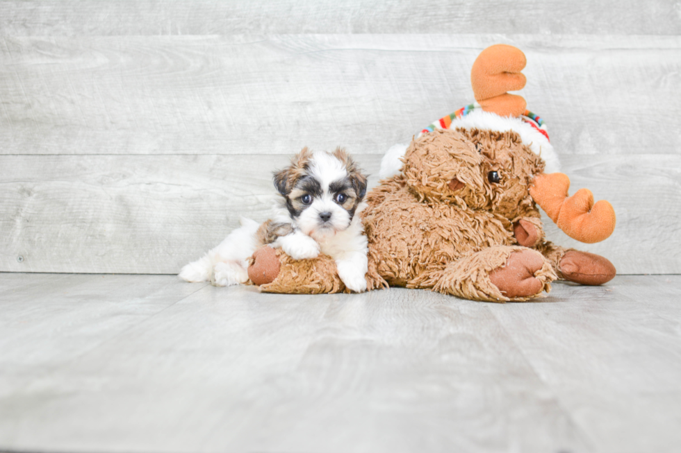 Teddy Bear Pup Being Cute