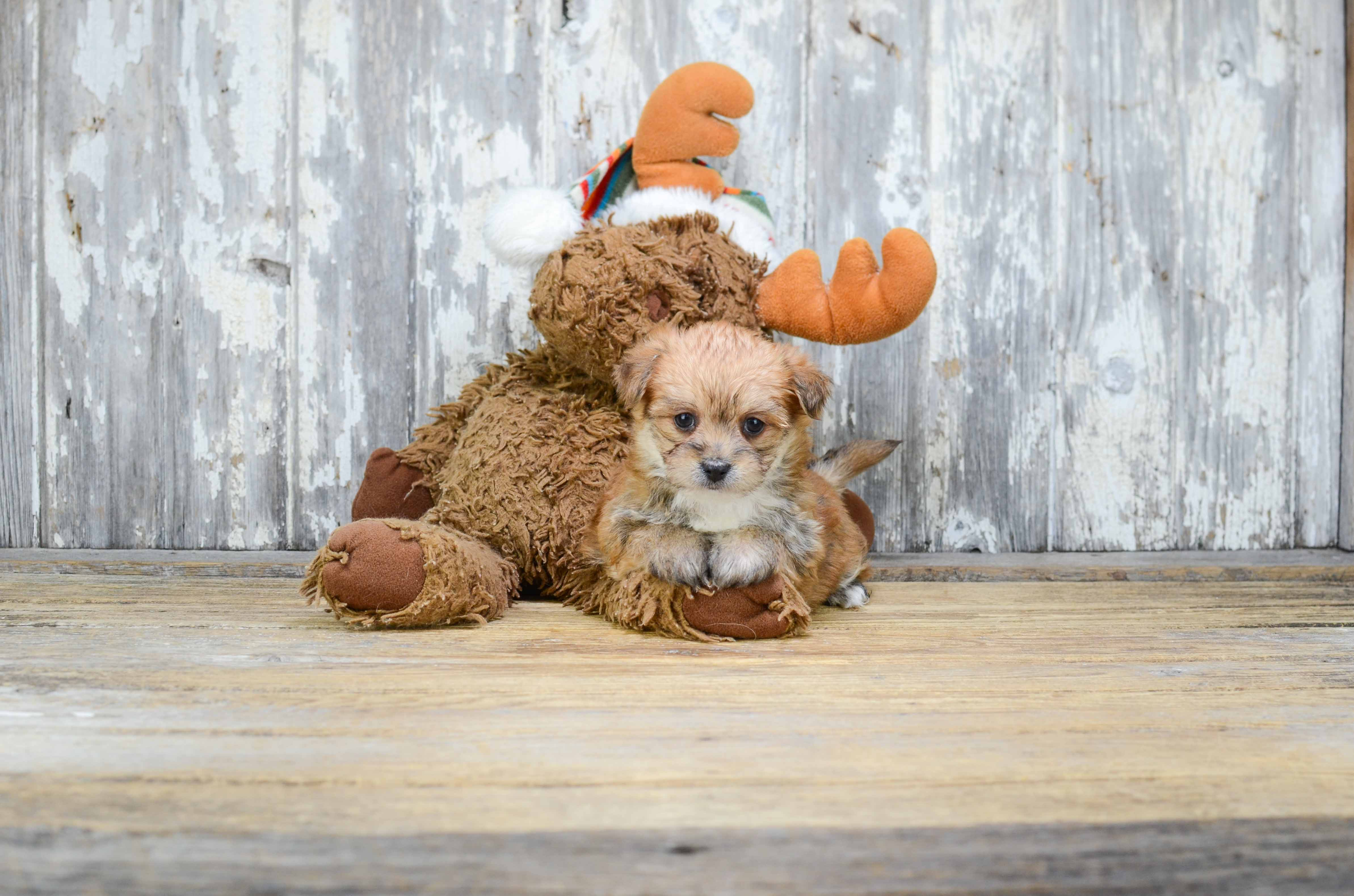 Morkie Puppy for Adoption