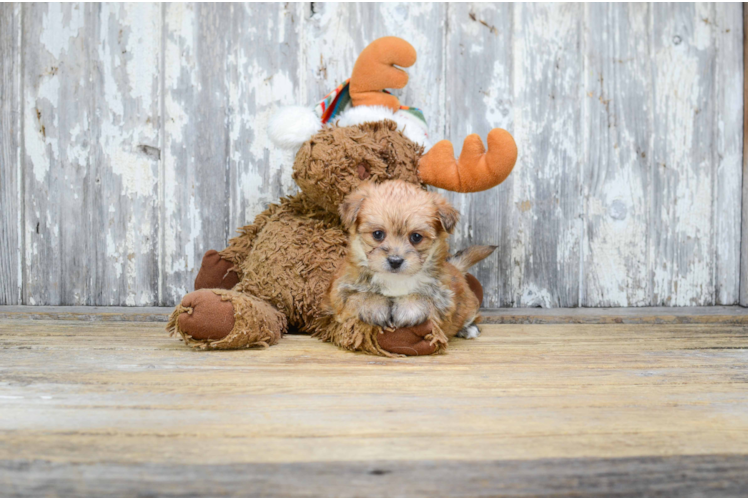 Morkie Puppy for Adoption