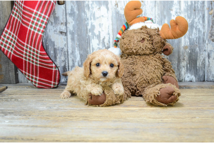 Cavapoo Pup Being Cute