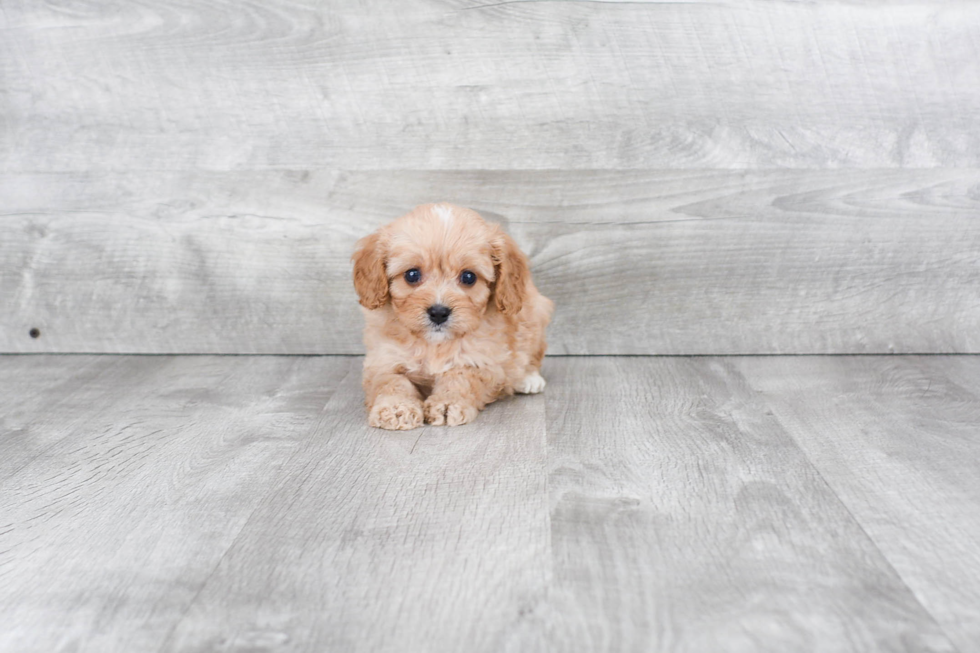 Adorable Cavoodle Poodle Mix Puppy