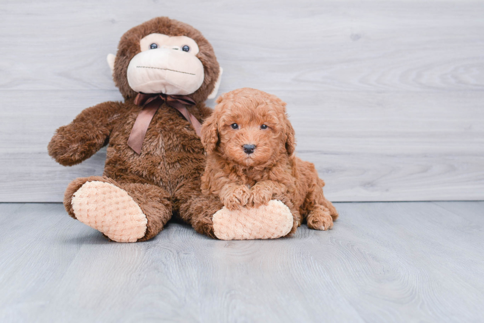 Mini Goldendoodle Pup Being Cute