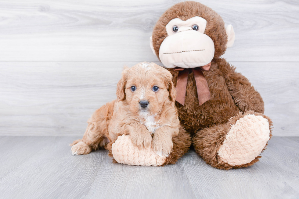 Cavapoo Puppy for Adoption