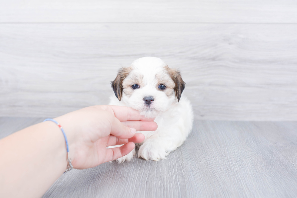 Sweet Teddy Bear Baby