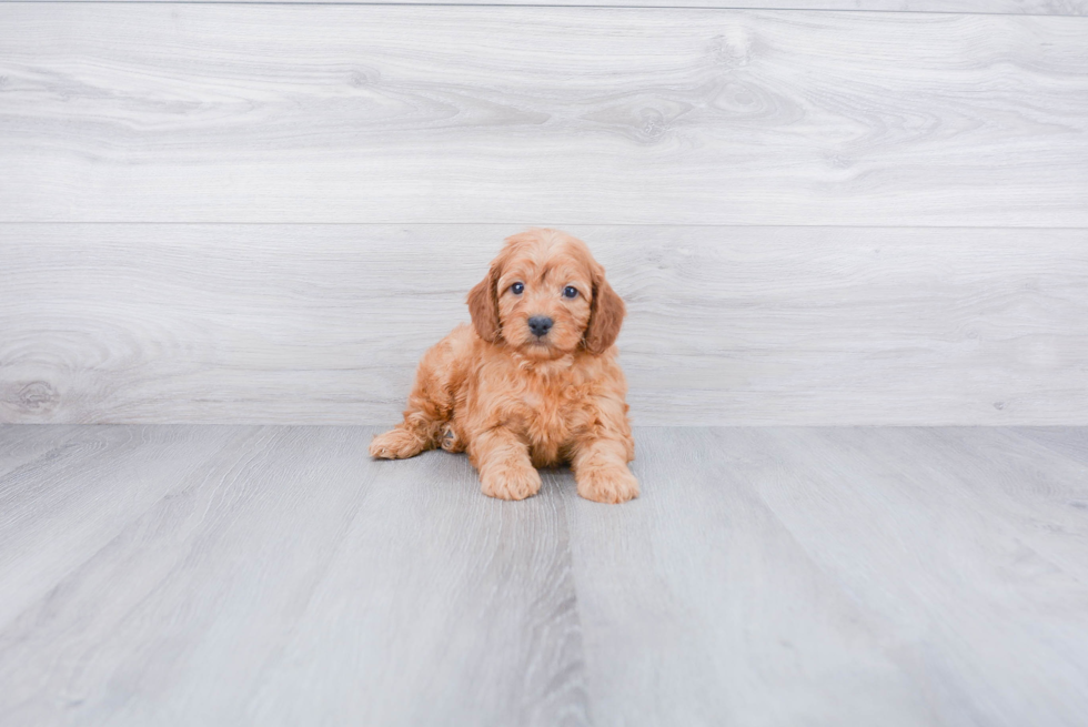 Small Cockapoo Baby