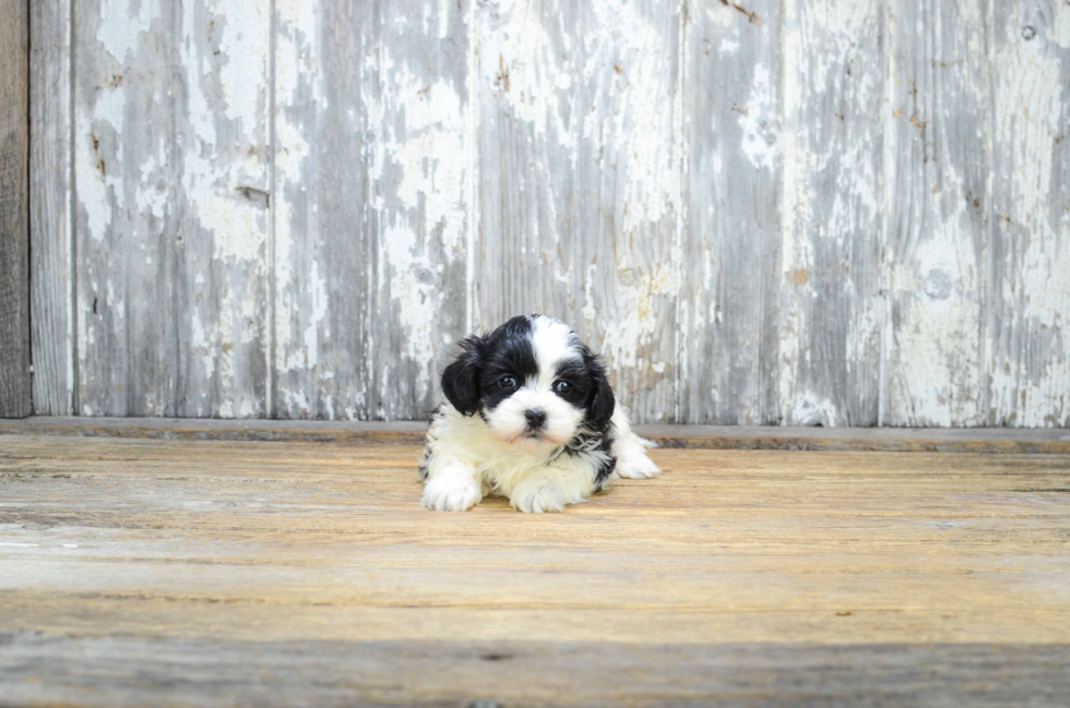 Teddy Bear Pup Being Cute