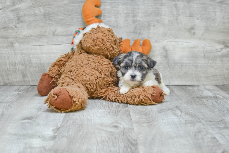 Teddy Bear Pup Being Cute