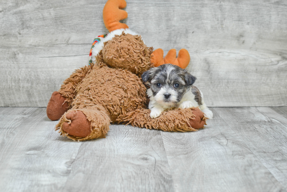 Teddy Bear Pup Being Cute