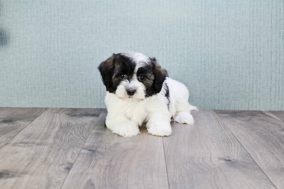 Little Havanese Baby