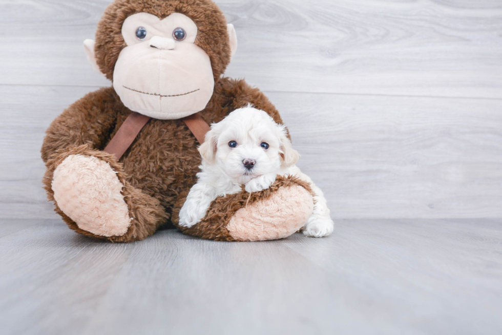 Best Maltipoo Baby