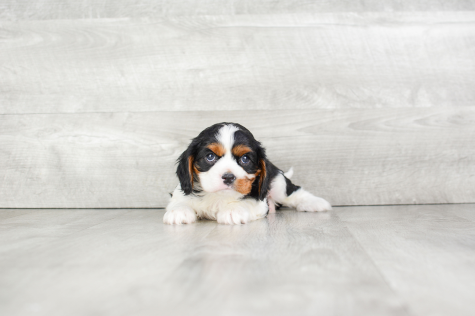 Cavalier King Charles Spaniel Puppy for Adoption