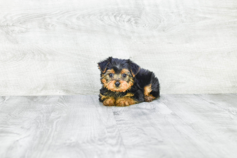 Meet Bella - our Yorkshire Terrier Puppy Photo 