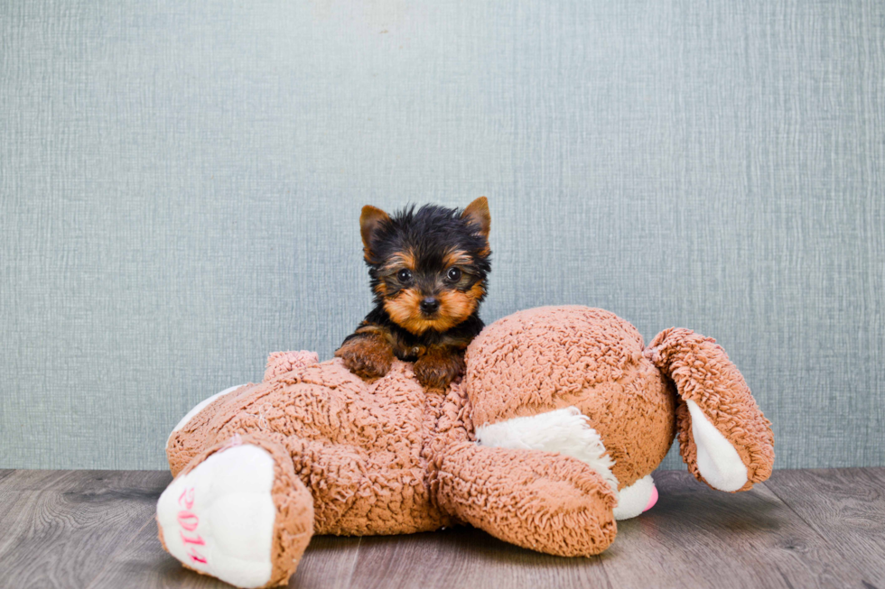 Meet Beckham - our Yorkshire Terrier Puppy Photo 