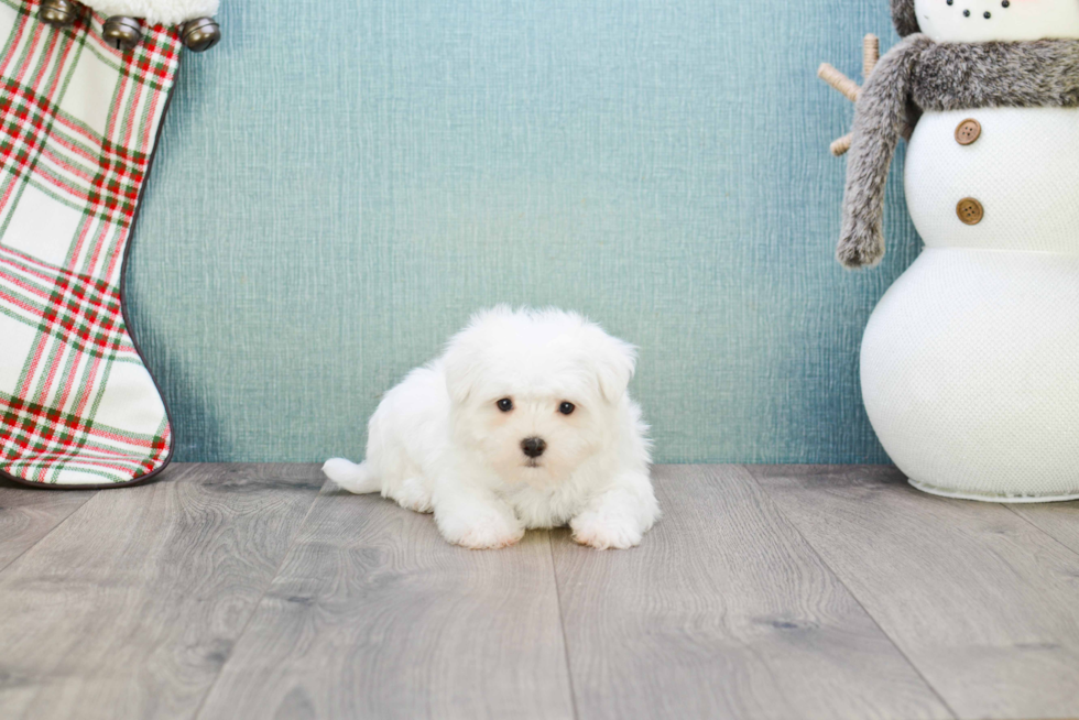 Happy Maltese Purebred Puppy