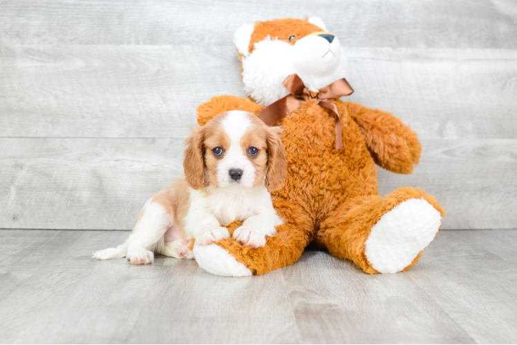 Friendly Cavalier King Charles Spaniel Baby